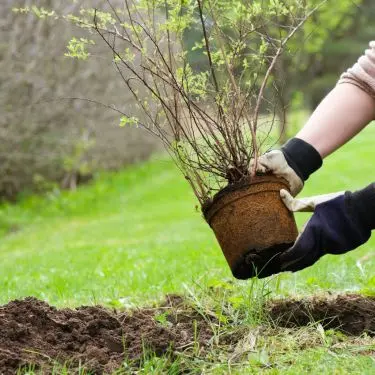 Giv de nye prydbuske den bedste start